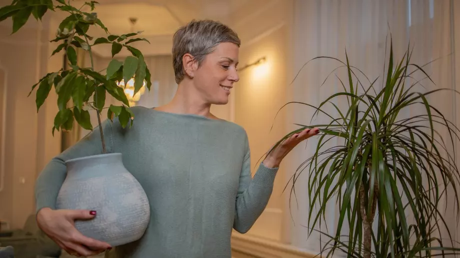 5 стайни растения, които са много полезни за вашето здраве