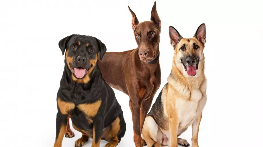 Виц на деня: 3 кучета чакат при ветеринаря