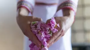 Българското розово масло стана част от Световната организация по интелектуална собственост