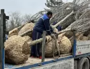 Заменят с чинари и ели премахнатите опасни тополи в парк на Димитровград 