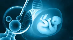 Учени създадоха яйцеклетка от две мъжки клетки и отгледаха поколение