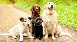 Това са най-верните породи кучета 