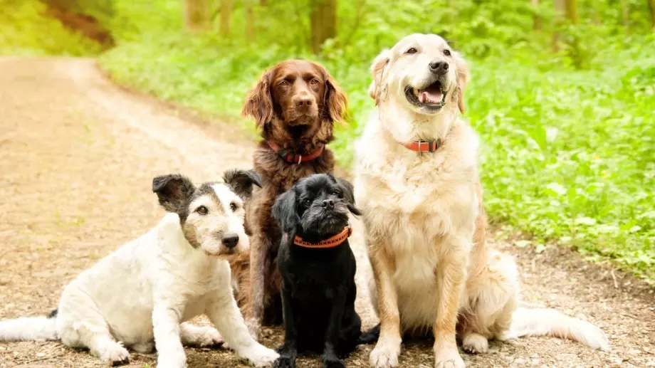 Внимание: Това растение може да убие кучето ви