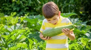 Най-големите грешки при отглеждането на тиквички