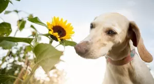Разгадаваме три от кучешките странности