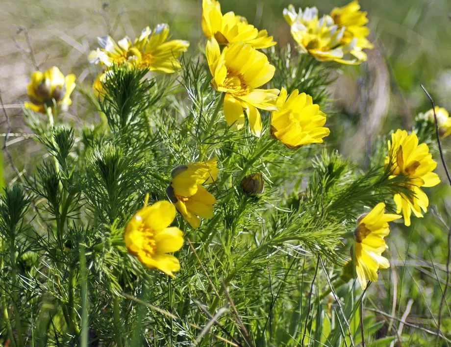 Чували ли сте за билката ГОРОЦВЕТ и за какво се ползва тя?