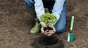 Ирак ще засади 5 млн. дървета, за да облекчи влиянието на климатичните промени