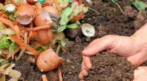 5 брилянтни приложения на яйчените черупки в градината