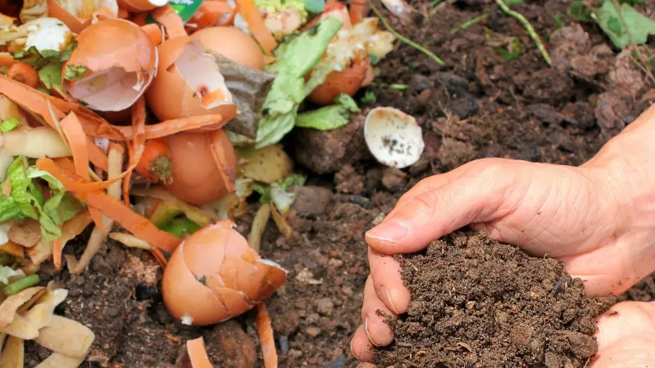 5 брилянтни приложения на яйчените черупки в градината
