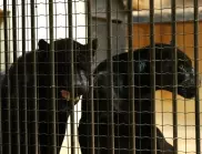 Столичната зоологическа градина се сдоби с два черни ягуара