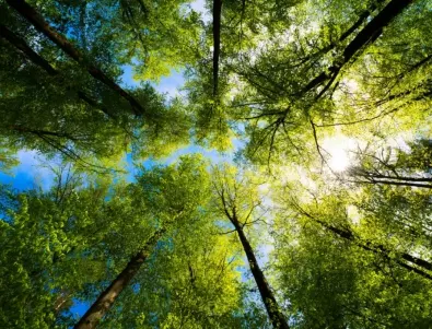 Здрави гори за здрави хора или защо горите са толкова важни за пълноценния живот на човека