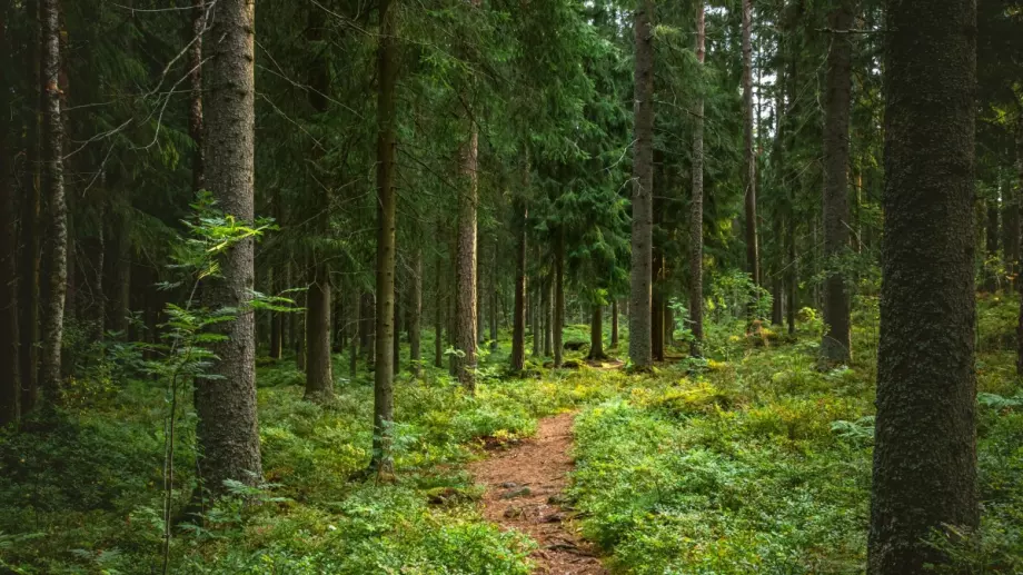 Нови правила за изкупуване на частни гори, държавата ще може да купува от фирми и общини 