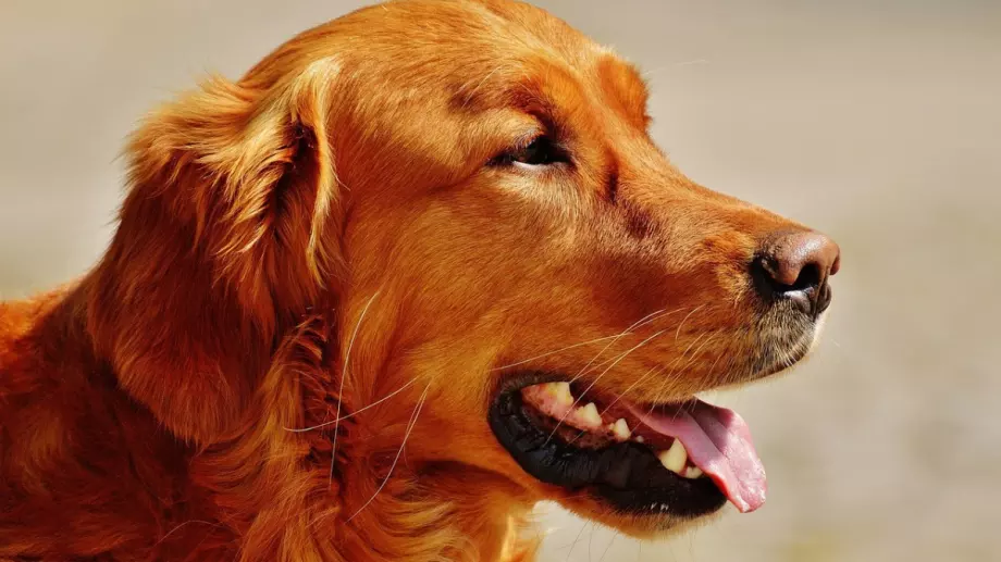 Внимание: Кучетата хапят много през лятото