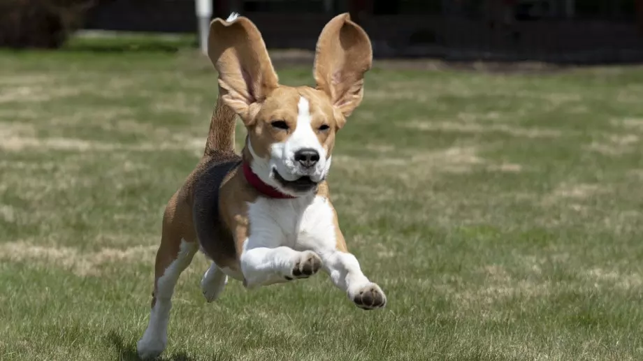 Ветеринари: Ето защо кучетата тичат в кръг