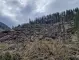 Бързат да приберат пострадалата от ветровал дървесина в Родопите