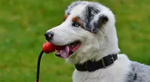 4 причини, поради които кучетата имат мокри носове