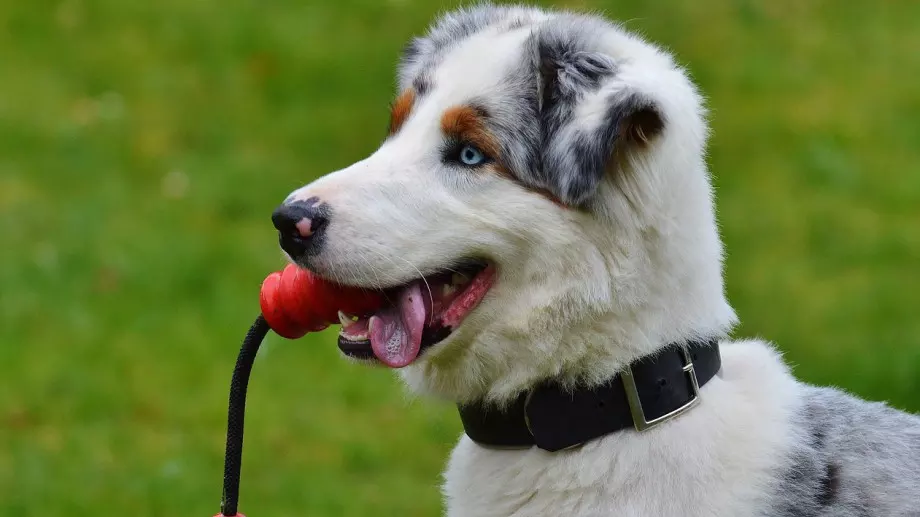 4 причини, поради които кучетата имат мокри носове