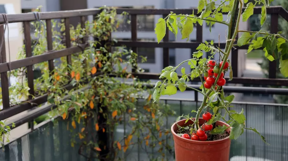 Как да си отгледате домати у дома