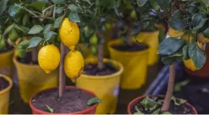 Ето как да захванем лимон от семка