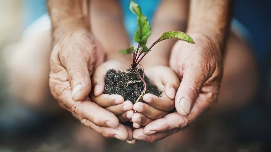 Ето кое растение да засадите на Благовещение, за да изгоните злите сили