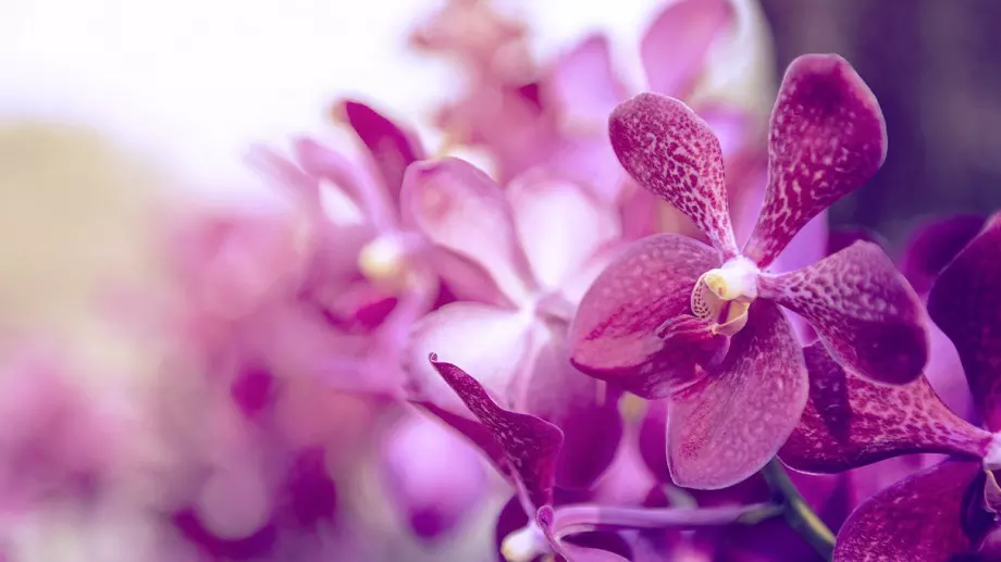 Откриха нов вид "стъклена" орхидея (СНИМКА)