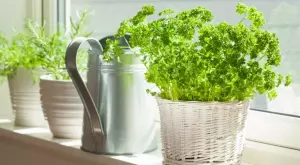 Как да си отгледате магданоз в саксия