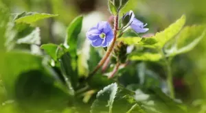 Великденчето - лечителят на всички недъзи