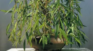 Засадете си лесно върба от клонки, ето как