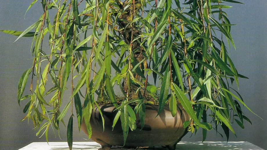 Засадете си лесно върба от клонки, ето как