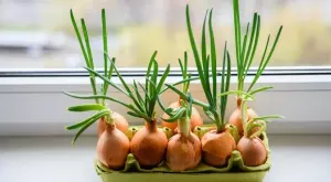 Хитър трик как да си отгледате пресен лук у дома, без почва