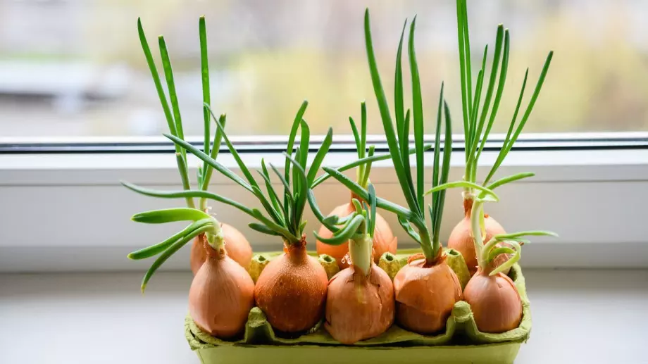 Хитър трик как да си отгледате пресен лук у дома, без почва