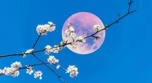 Розово пълнолуние на 6 април: Ето как да сбъднем желанията си