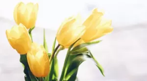 Какво символизират цветята, които подаряваме за Цветница