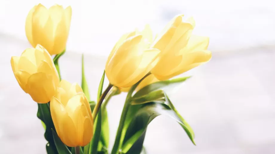 Какво символизират цветята, които подаряваме за Цветница