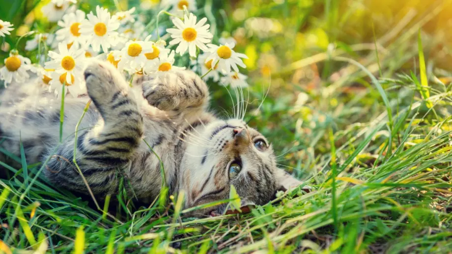 Лятото е още тук! Вижте прогнозата за времето за 26 август 2023