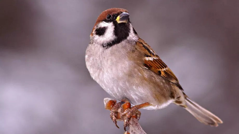 Броим врабчетата в България на 22 април