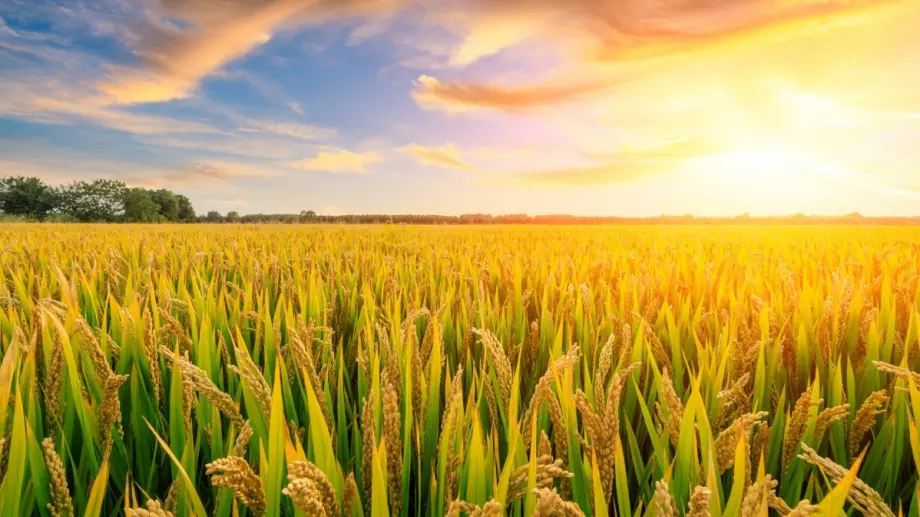 Очакват остър дефицит на една от най-масовите зърнени култури