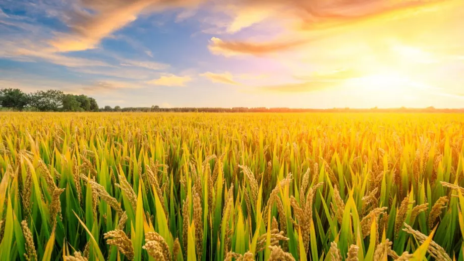 Цените на основна зърнена култура растат по целия свят