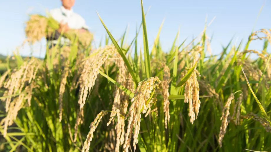 Цените на ориза нараснаха до близо 12-годишен връх