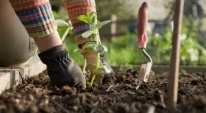 Какви култури да засеете през октомври в градината