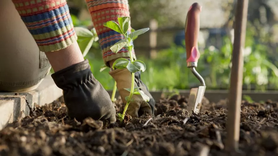 Какви култури да засеете през октомври в градината