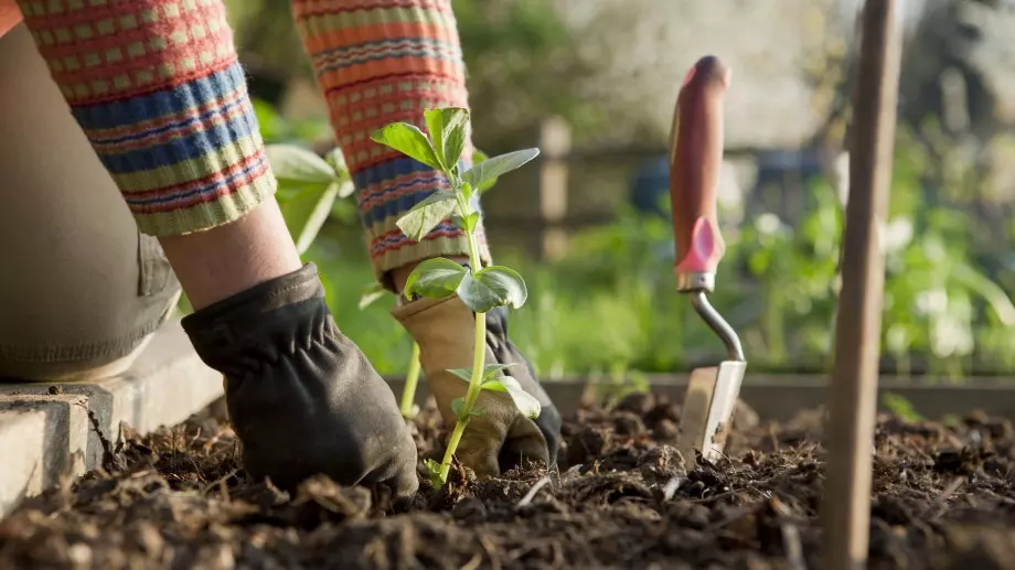 Агроперлит - Тайната на опитните градинари за хубава почва, ето как да го ползвате