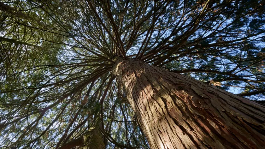 Дърво на 5000 години е "капсула на времето" (ВИДЕО)