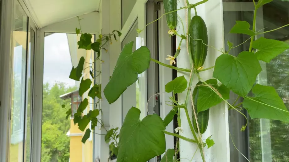 Ето как да си отгледате краставици на балкона у дома