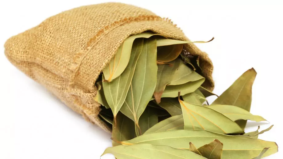 Дафинов лист - магнит за любов и пари, ето какво да направите