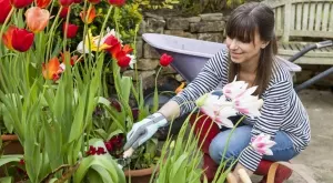 Какво да правите с луковиците на лалетата, когато прецъфтят