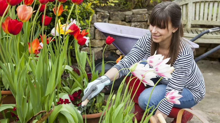 Какво да правите с луковиците на лалетата, когато прецъфтят