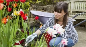 Какво да правим с лалетата, след като прецъфтят?