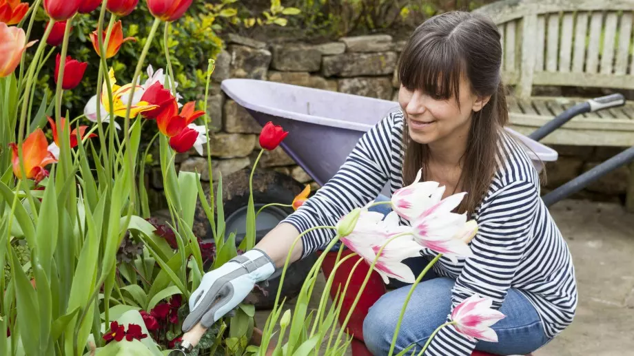 Какво да правим с лалетата, след като прецъфтят?