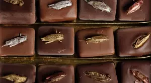 Швейцария иска децата да ядат по-малко шоколад и повече насекоми